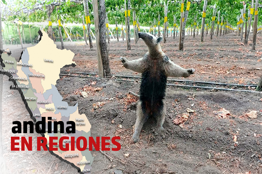 Video Andina